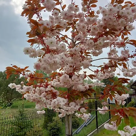 Zacisze Casa vacanze *