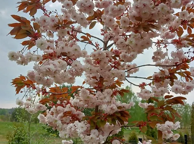 Сasa de vacaciones Zacisze Kołczewo